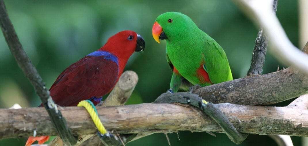 eclectus parrot price