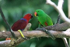 eclectus parrot price