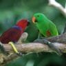 eclectus parrot price