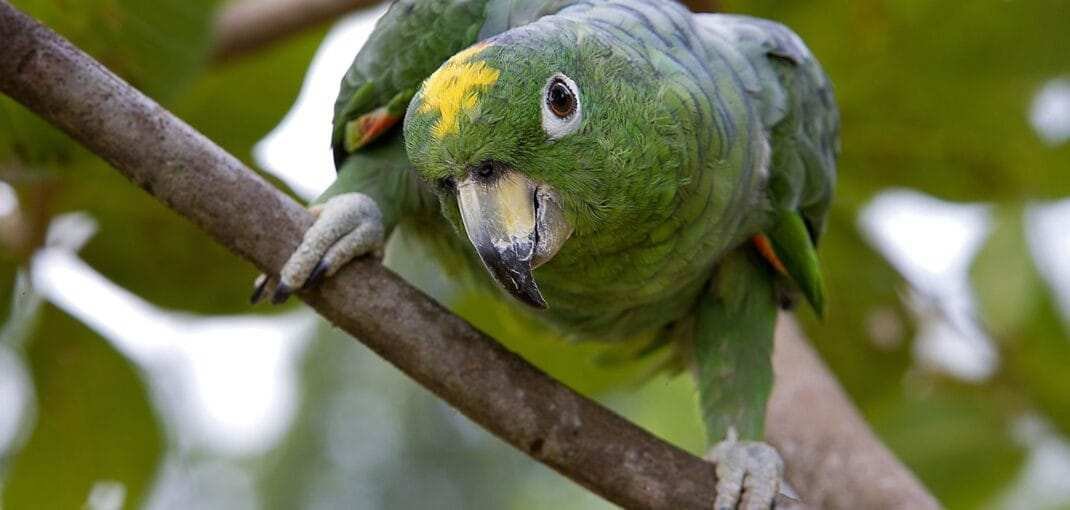 Rainbow Lorikeet For Sale