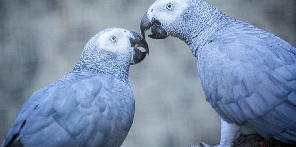 African Grey Parrot Intelligence