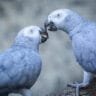 African Grey Parrot Intelligence