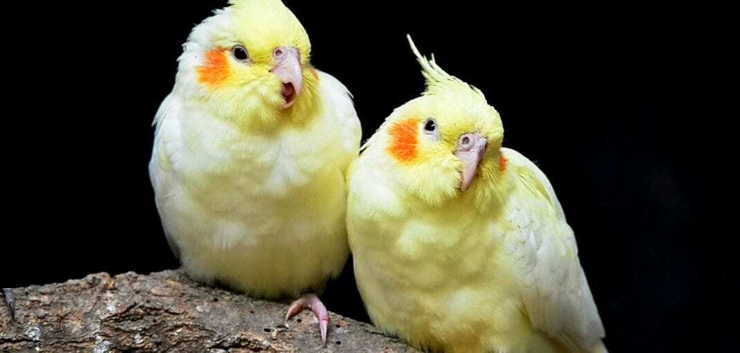 what is a cockatiel