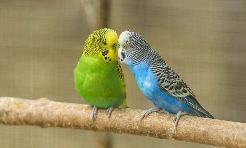 Caique For Sale, best birds for kids