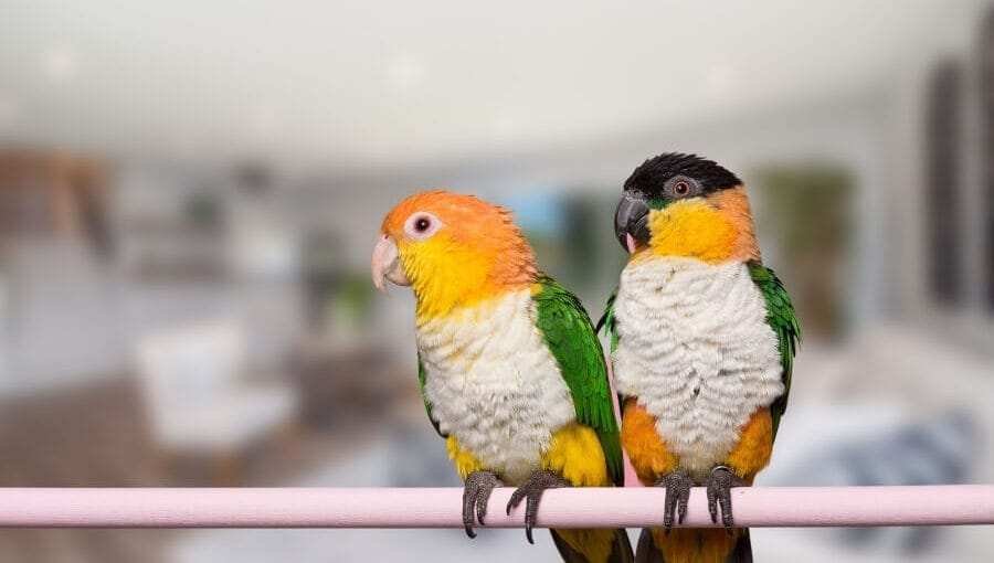 Caique parrot