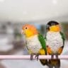 Caique parrot