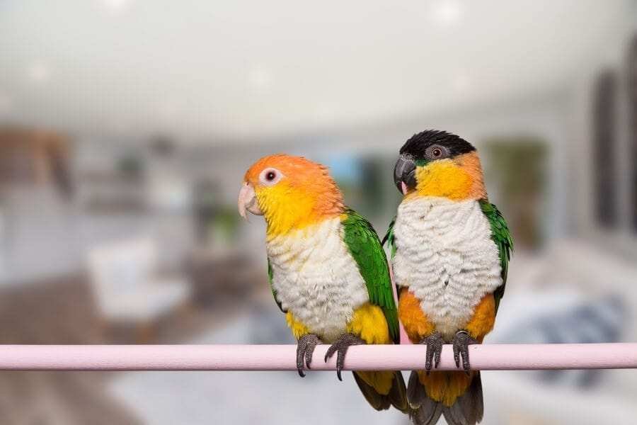 Caique parrot