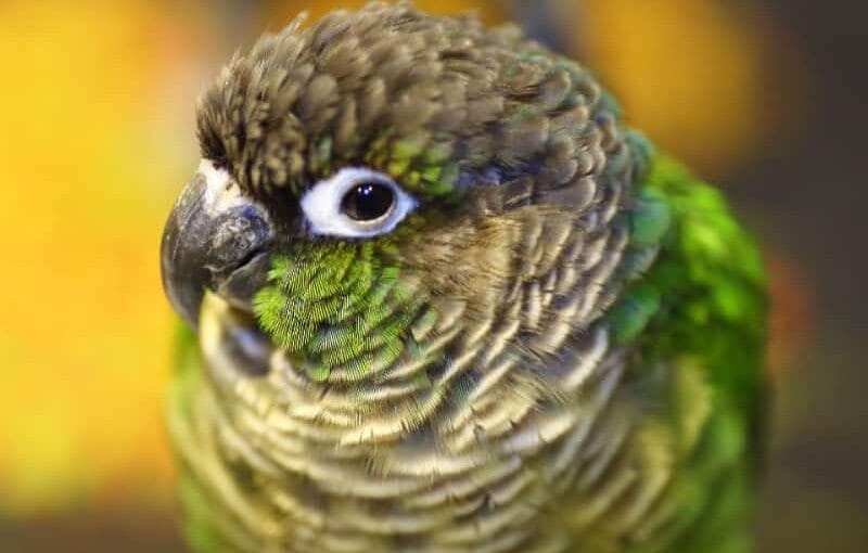 Bird Store Near Me, Pineapple Green Cheek Conure