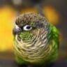 Bird Store Near Me, Pineapple Green Cheek Conure