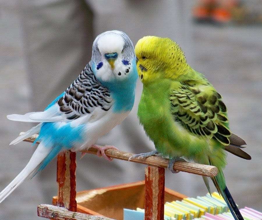 Quaker Parrots for Sale