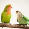 Love Birds Price
