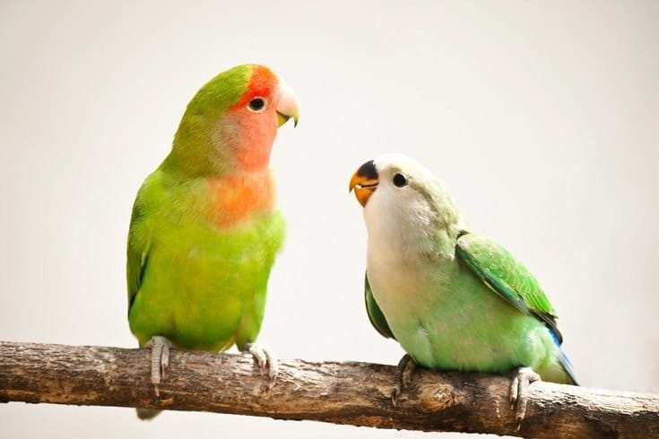 Love Birds Price