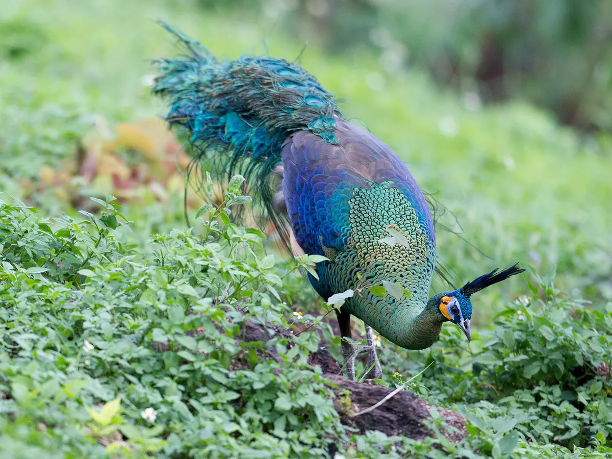 Peacocks for Sale