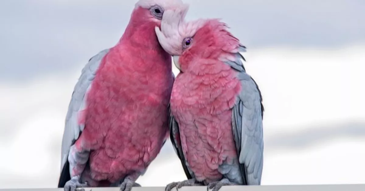 cockatoo price