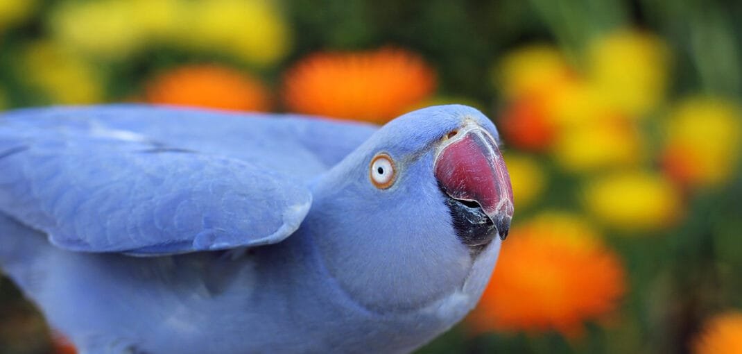 Indian Ringneck For Sale