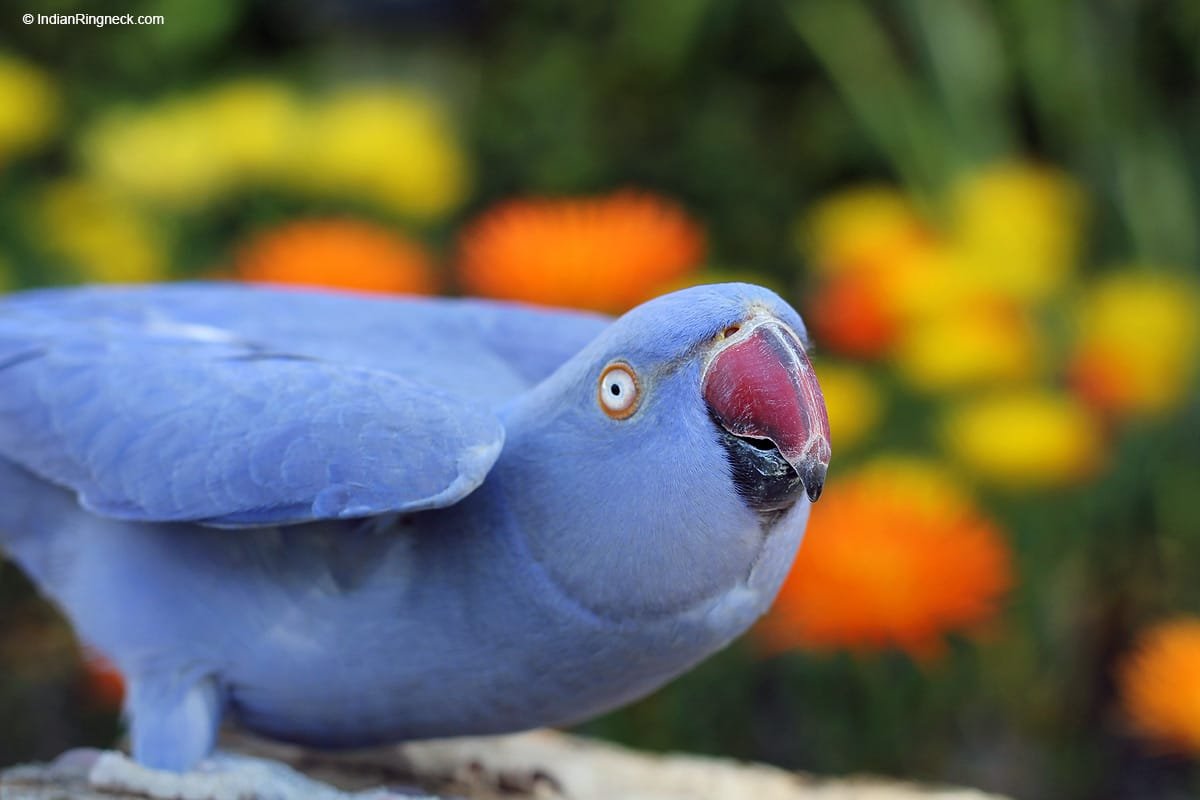 Indian Ringneck For Sale