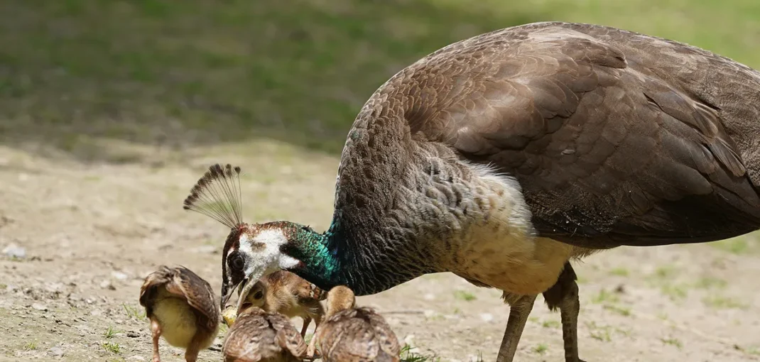 Quail for Sale