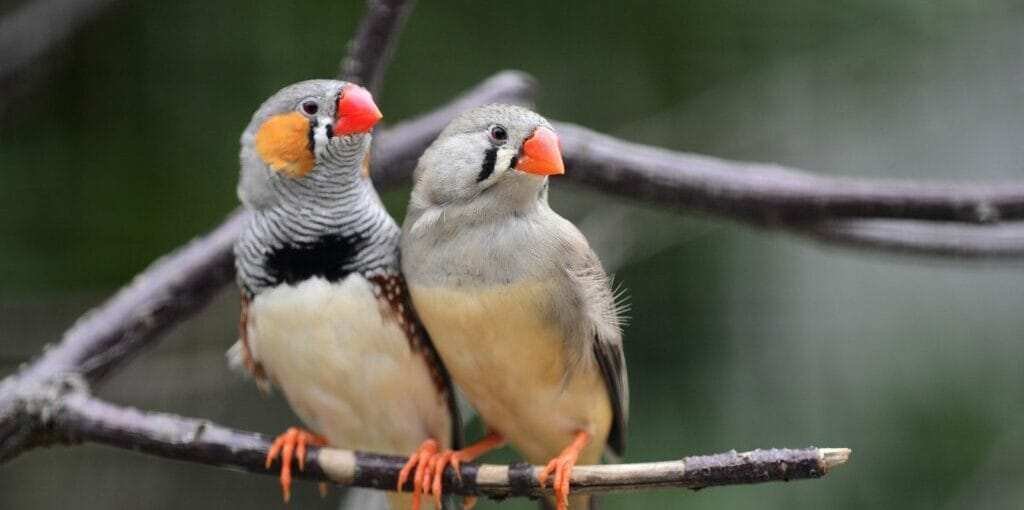 Indian Ringneck For Sale, Small Bird With Red Head