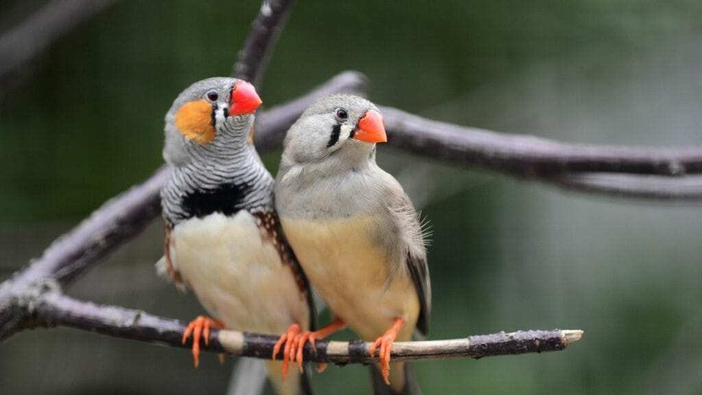 Indian Ringneck For Sale, Small Bird With Red Head