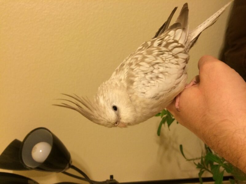 white cockatiel for sale