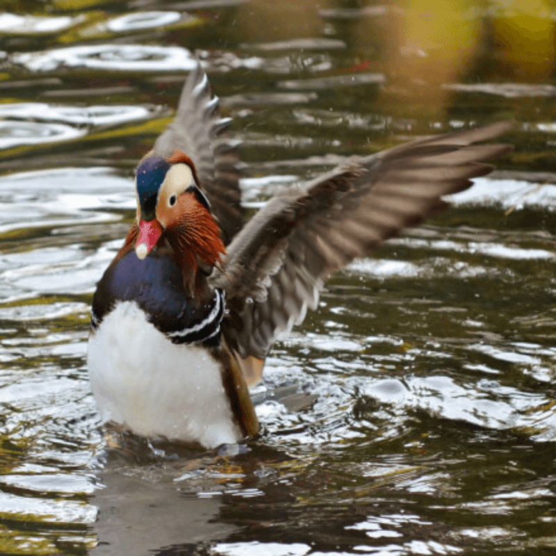 mandarin duck for sale