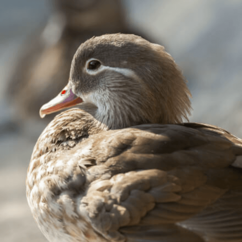 mandarin duck for sale