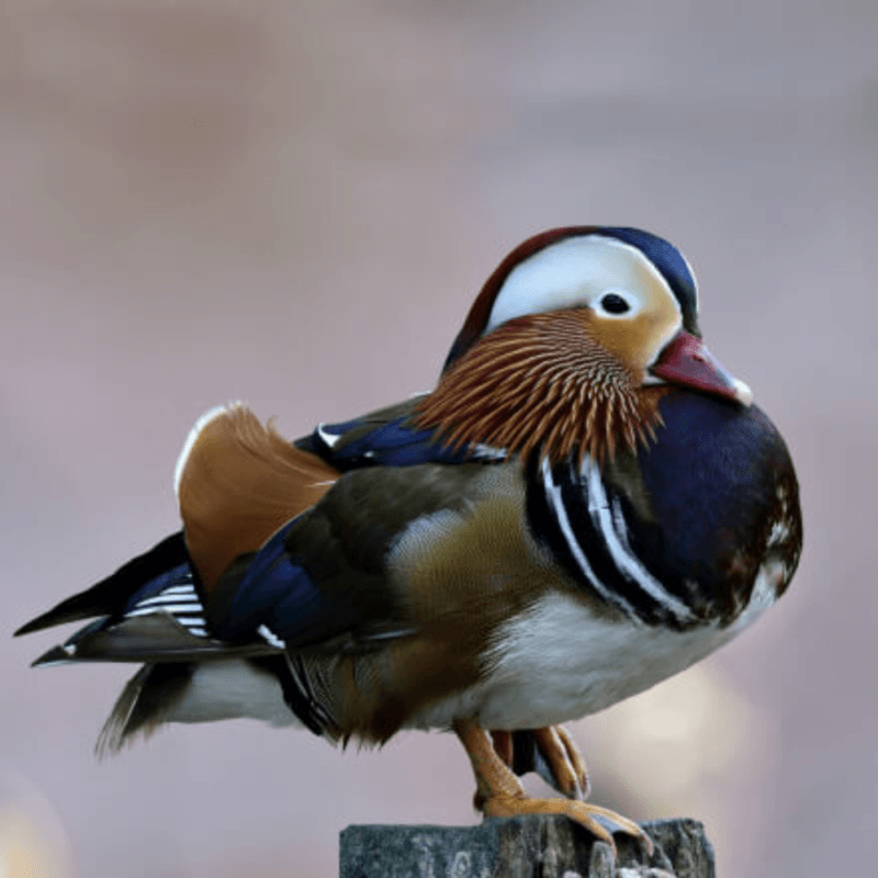 mandarin duck for sale