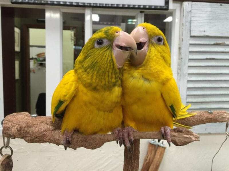 Hand Fed Parakeets for Sale