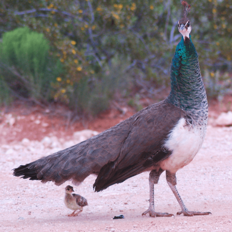 peahens for sale