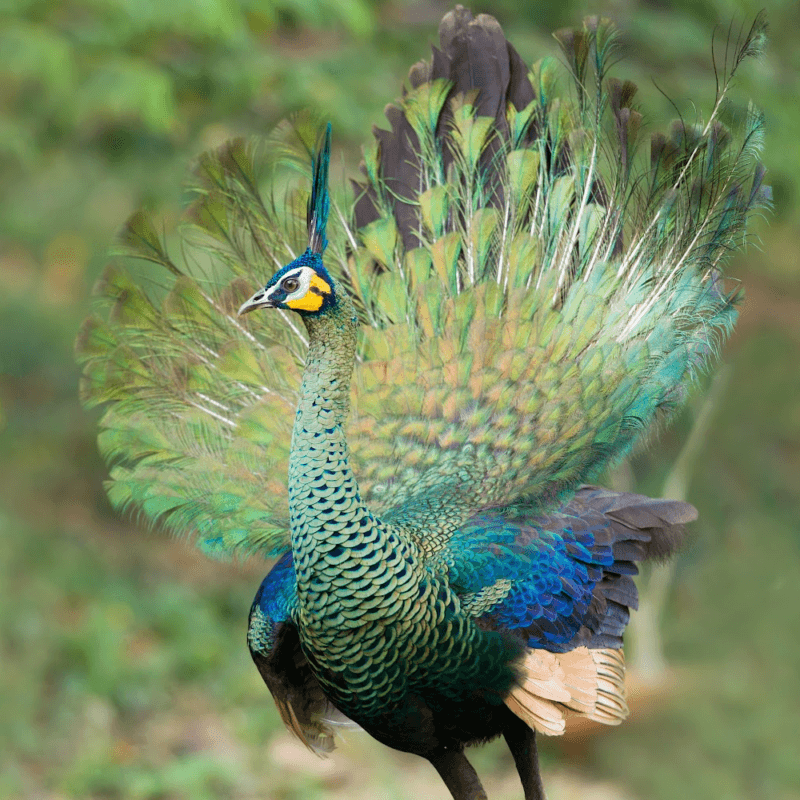 peacocks for sale near me, java green peafowl