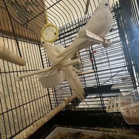 male cockatiel for sale near me