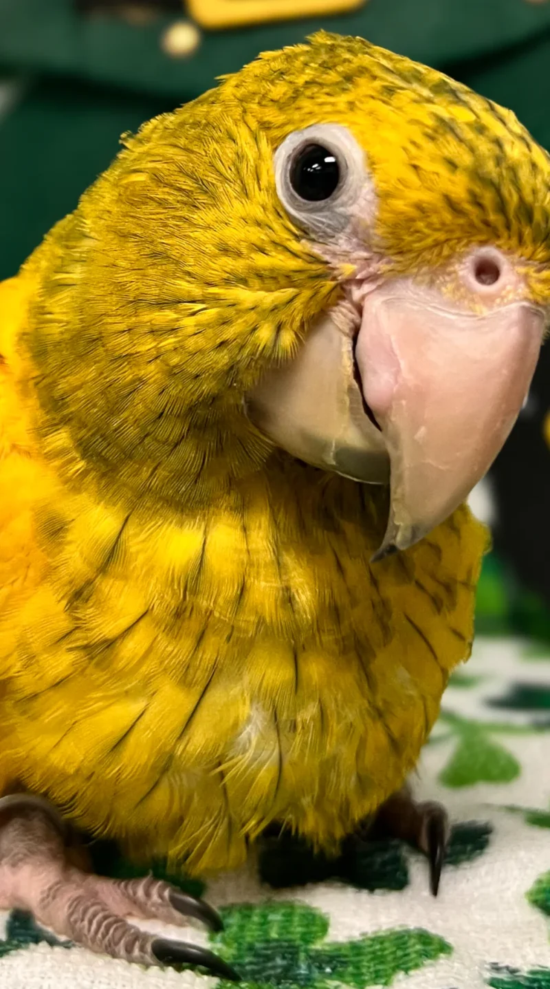 Golden Conure For Sale