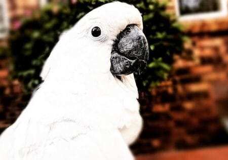 cockatoo bird for sale