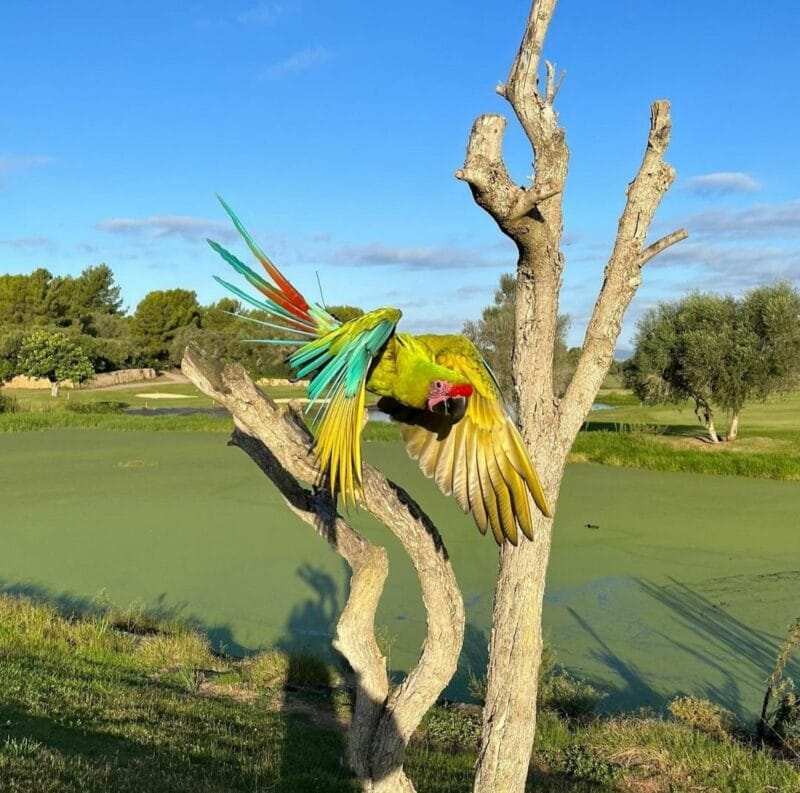 Green Wing Macaw For Sale