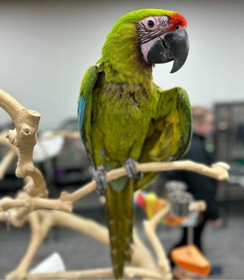 Green Wing Macaw For Sale