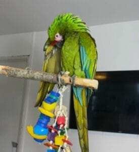 Green Wing Macaw For Sale
