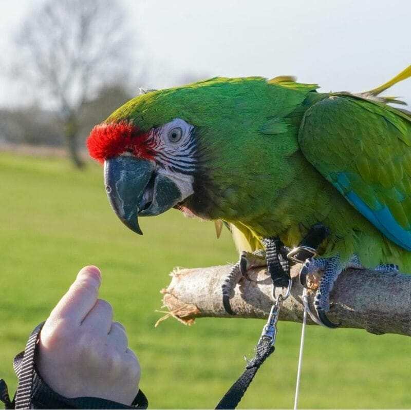 Green Wing Macaw For Sale, Health Guarantee