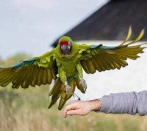 Green Wing Macaw For Sale