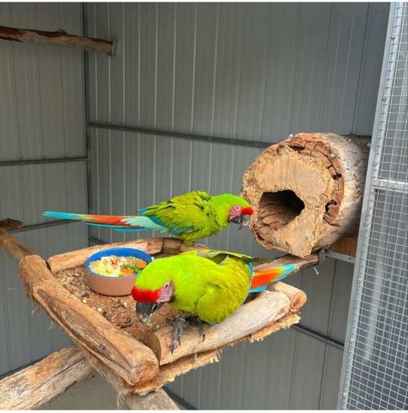 Green Wing Macaw For Sale