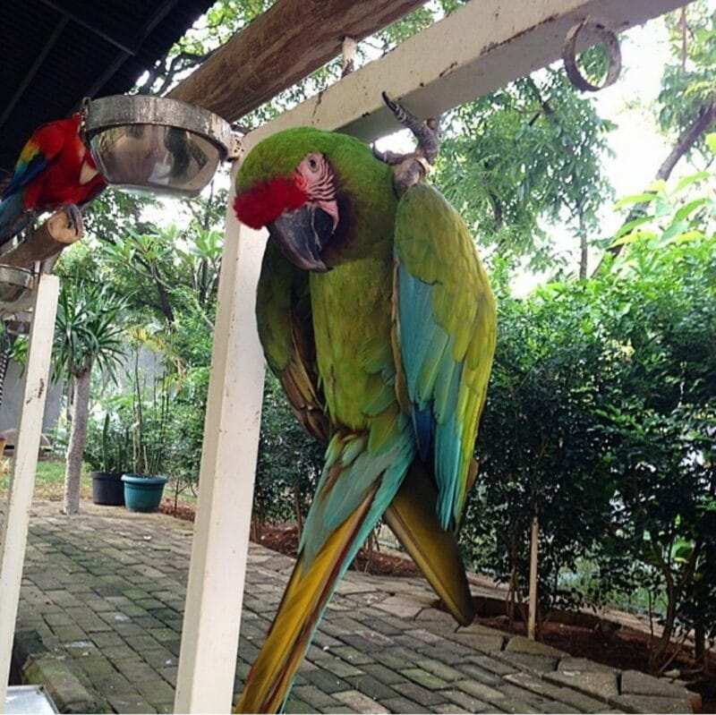 Green Wing Macaw For Sale