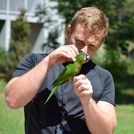 macaw parrot for sale