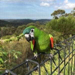 macaw parrot for sale