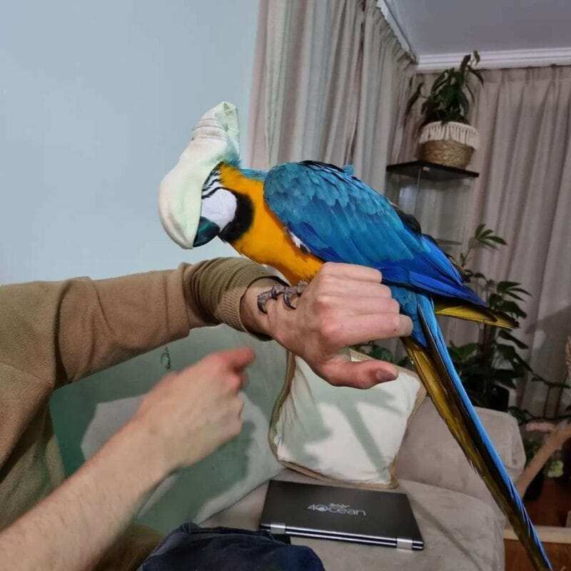 blue throated macaw for sale