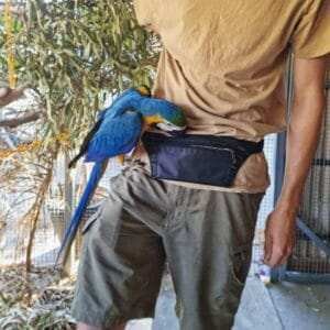 blue throated macaw for sale