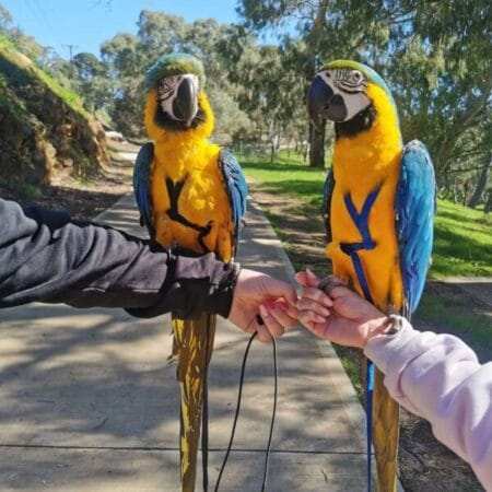 blue throated macaw for sale