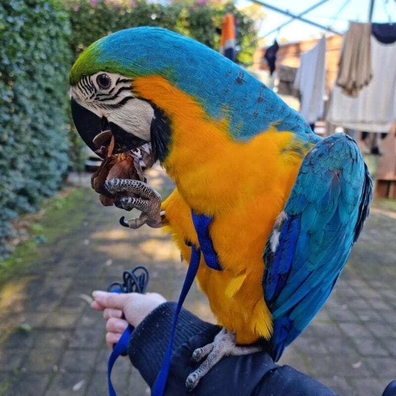 blue throated macaw for sale