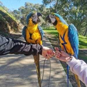 blue throated macaw for sale