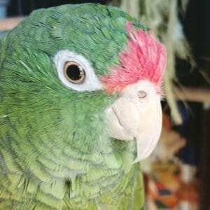 baby amazon parrots for sale