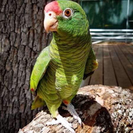 baby amazon parrots for sale