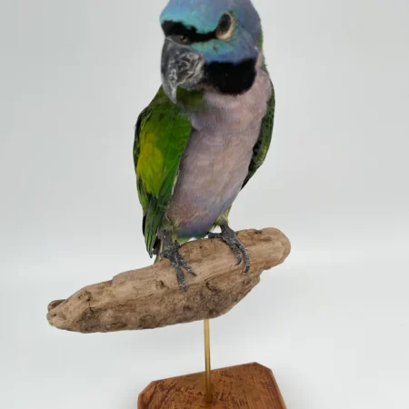 Parakeets For Sale Online